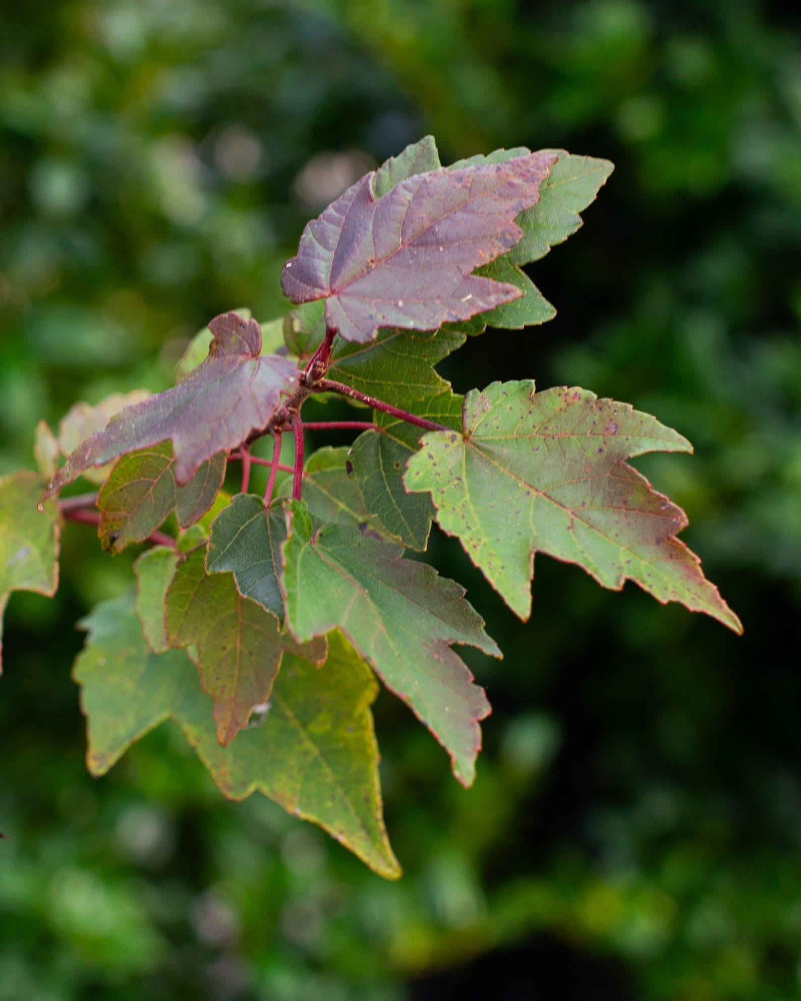 Summer Red Maple