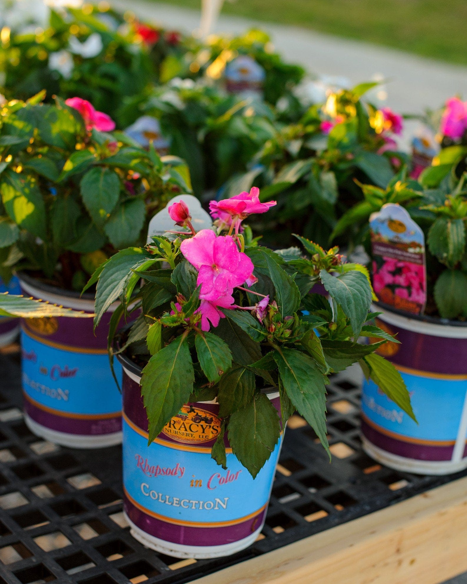 Sunpatiens Compact Hot Pink Impatiens bright blooms Sunpatiens Compact Hot Pink Impatiens blooming in a nursery container with bright pink flowers
