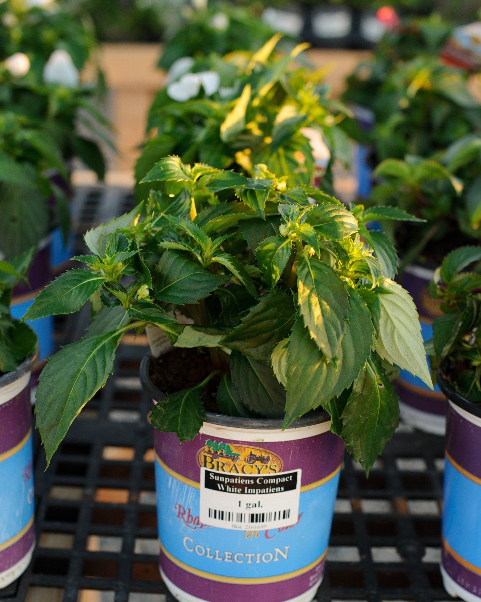Sunpatiens Compact White Impatiens container plant Sunpatiens Compact White Impatiens with lush green foliage in a nursery container