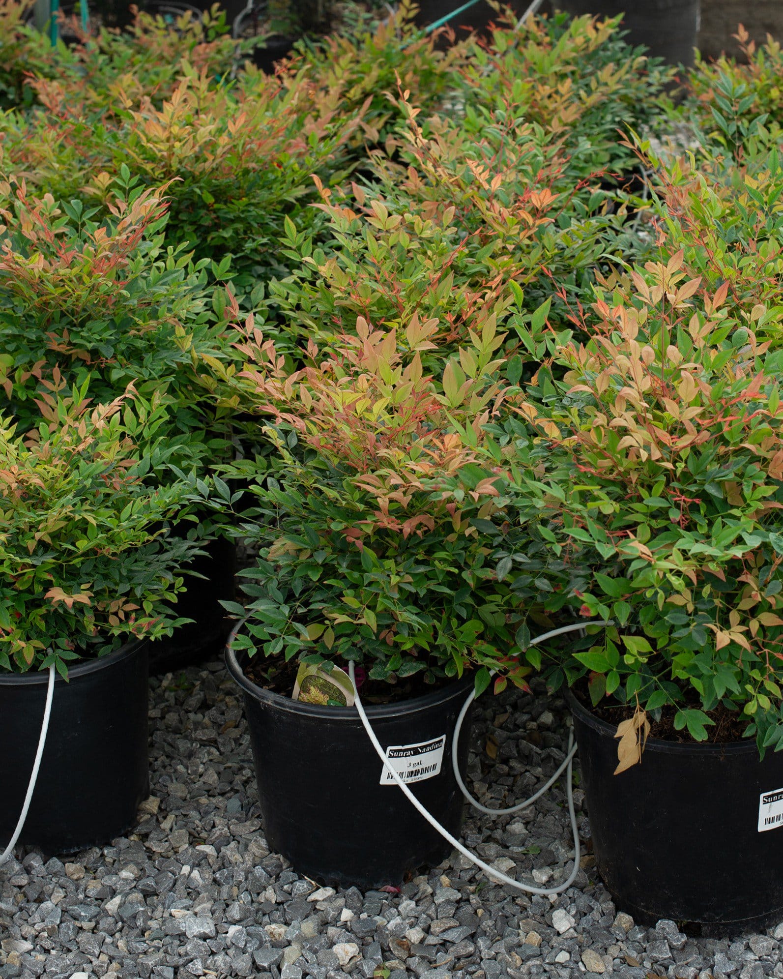 Sunray Nandina - view 3