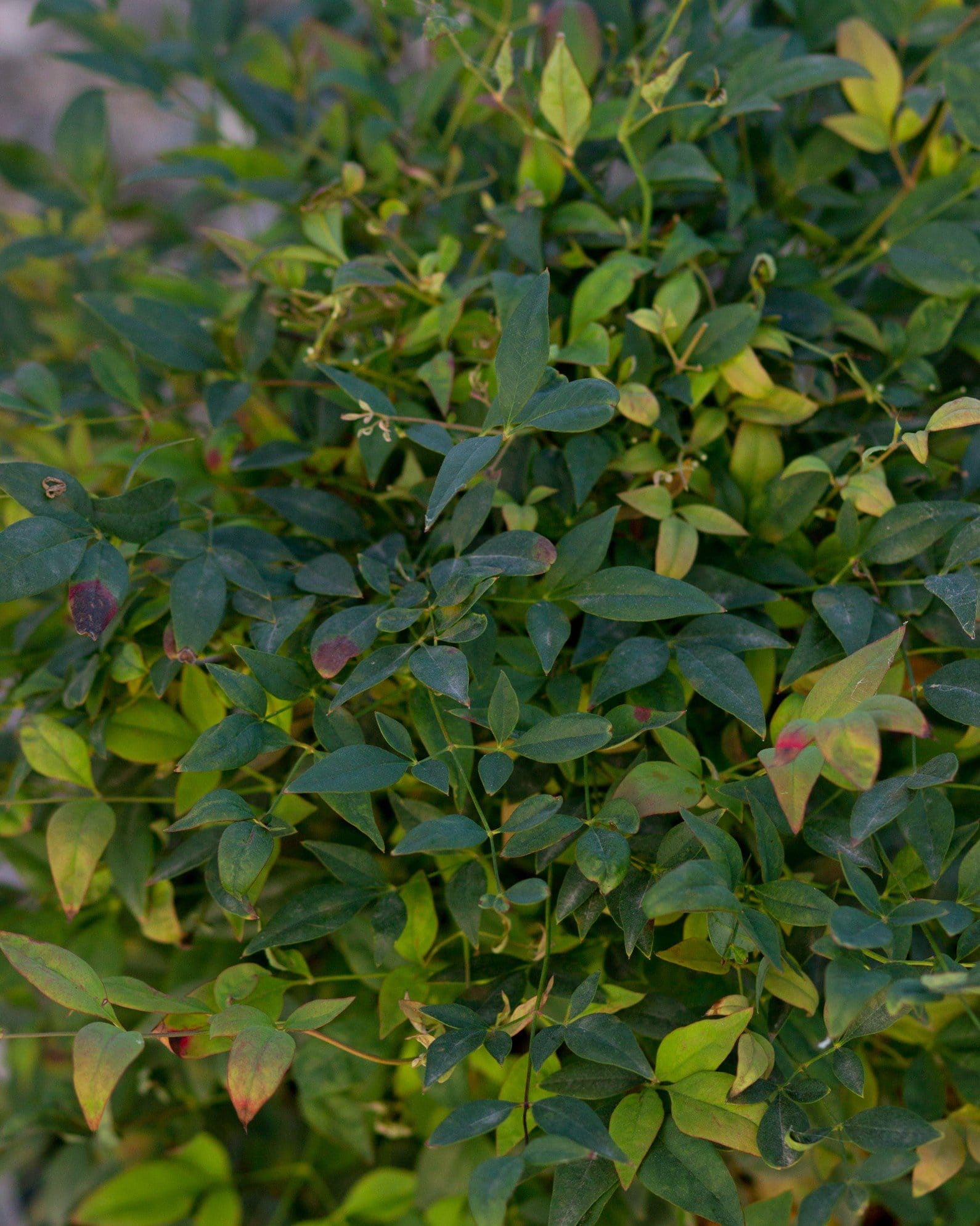 Sunray Nandina - view 5