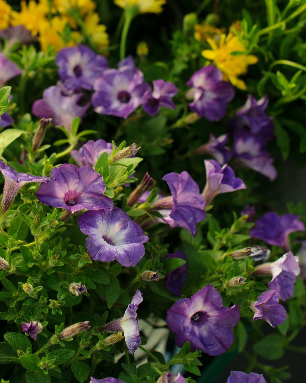 Supertunia Tiara Blue Petunia purple blooms Supertunia Tiara Blue Petunia with purple and lavender blooms among green foliage