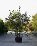 Sweet Bay Magnolia with dense green foliage in a container along a nursery walkway