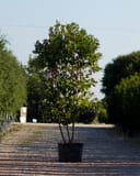 Sweet Bay Magnolia Moonglow with glossy green foliage in a nursery container