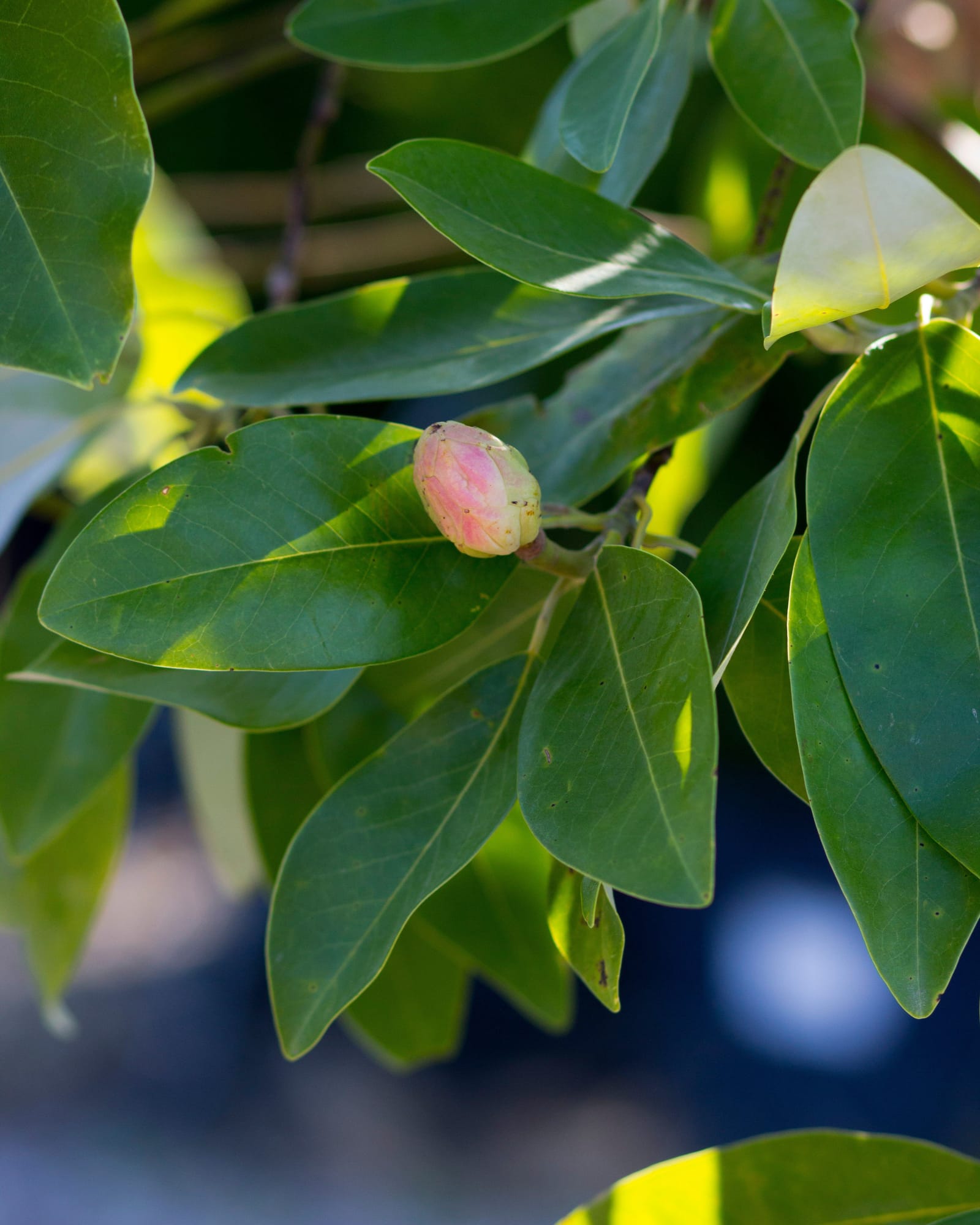 Sweet Bay Magnolia Moonglow Tree Form glossy leaves Sweet Bay Magnolia Moonglow Tree Form with glossy green leaves and a pink flower bud