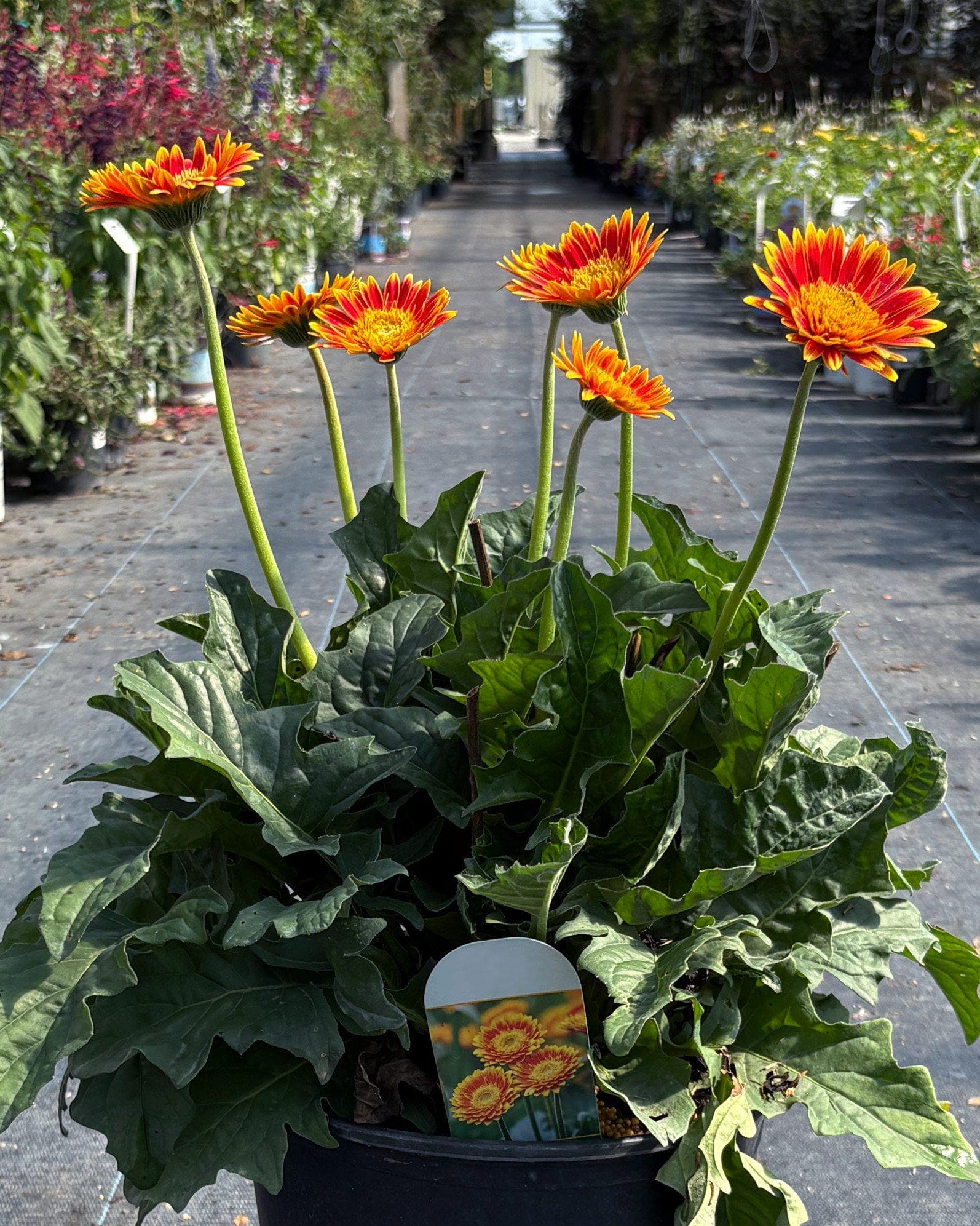 Sweet Blaze Gerbera Daisy orange flowers Sweet Blaze Gerbera Daisy with bright orange red flowers and lush green foliage in a nursery container