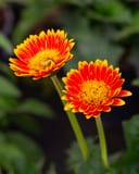 Sweet Blaze Gerbera Daisy with two vivid orange and red flowers on tall stems