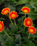 Sweet Blaze Gerbera Daisy with bright red and yellow flowers above dark green foliage