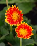 Sweet Blaze Gerbera Daisy with two red and yellow flowers against dark green foliage