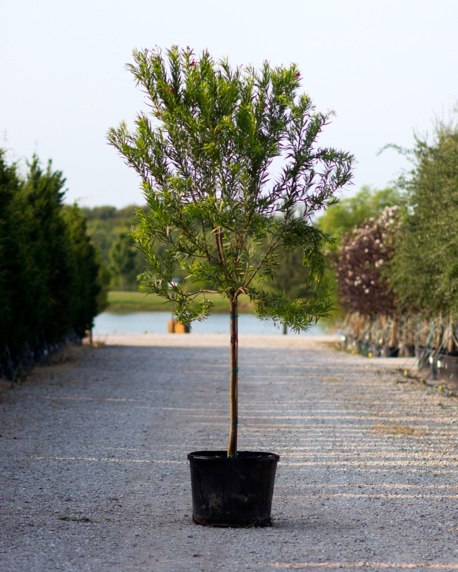 Sweet Bubba Desert Willow Tree Form