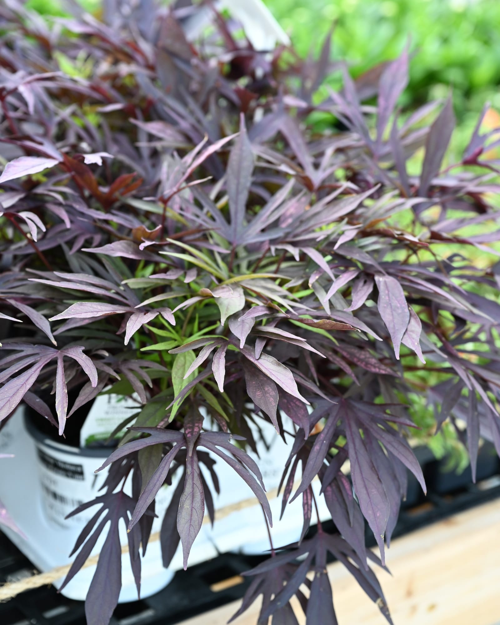 Sweet Caroline Medusa Black Sweet Potato Vine Sweet Caroline Medusa Black Sweet Potato Vine with cascading narrow dark purple leaves in a nursery container
