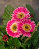 Sweet Spice Gerbera Daisy with bright pink blooms and yellow centers among green leaves