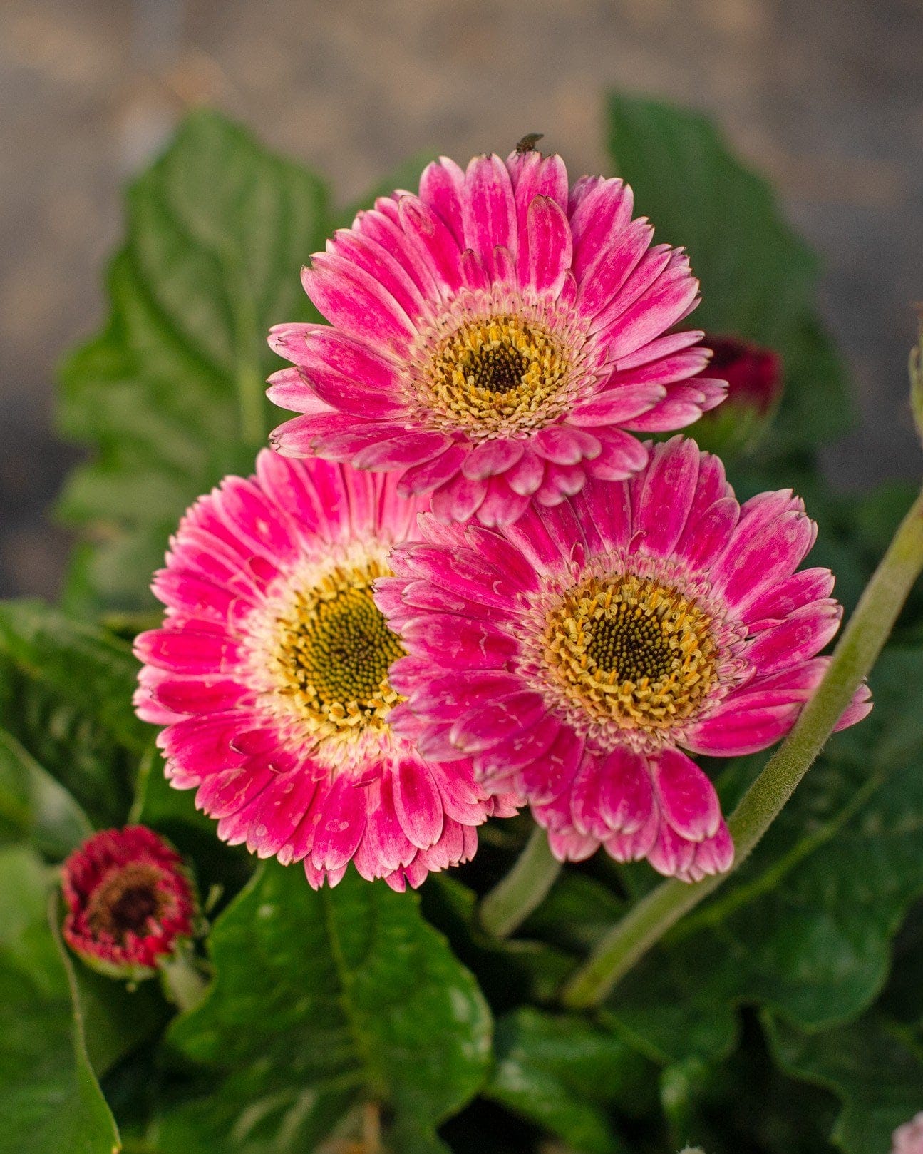 Sweet Spice Gerbera Daisy pink blooms Sweet Spice Gerbera Daisy with bright pink blooms and yellow centers among green leaves