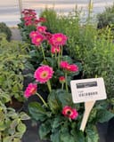 Sweet Spice Gerbera Daisy with bright pink flowers and broad green leaves in a nursery container