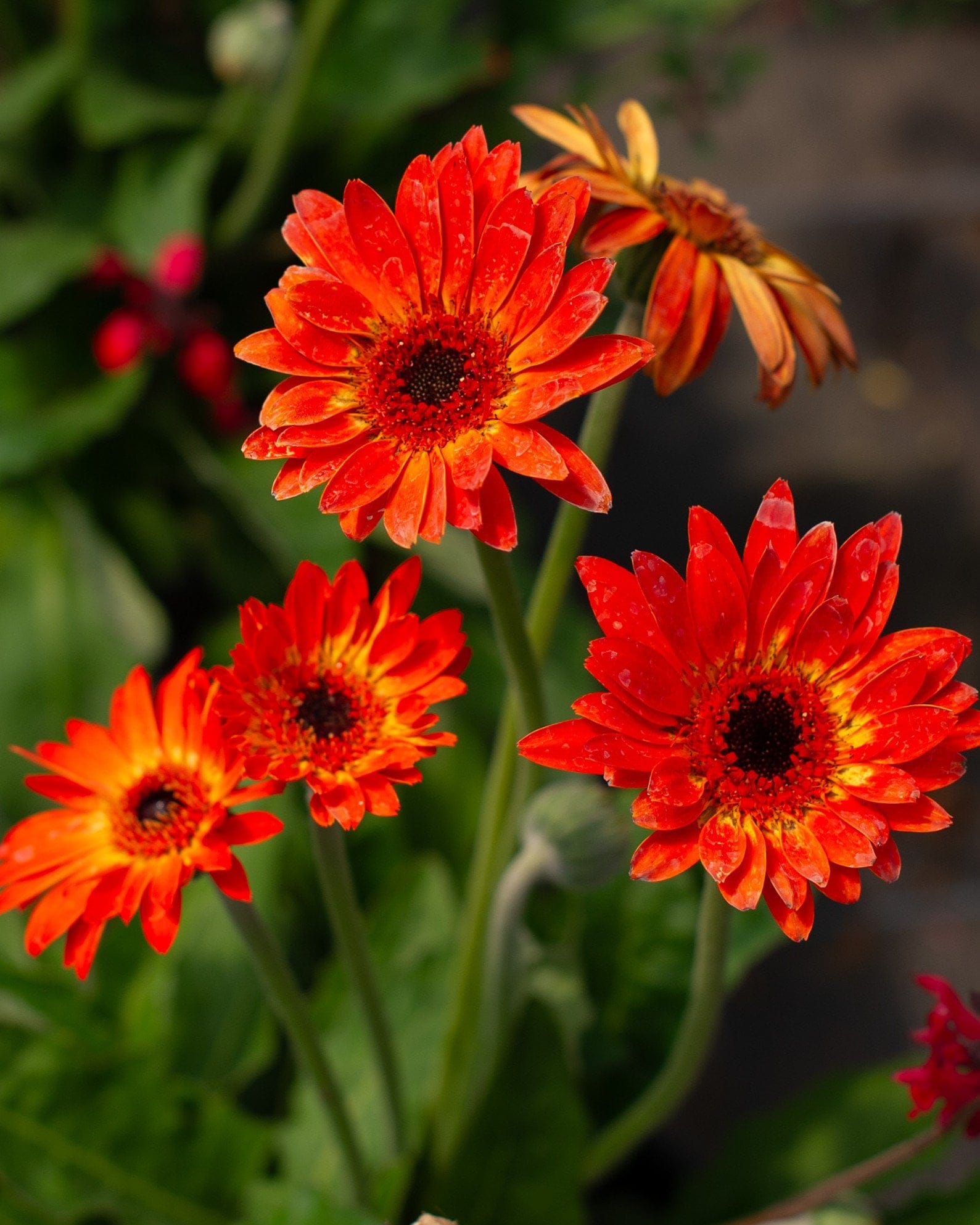 Sweet Sunset Gerbera Daisy orange red blooms Sweet Sunset Gerbera Daisy with vibrant orange-red blooms and dark centers in a garden setting
