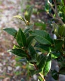 Taylor's Perfection Camellia with glossy green leaves and new growth