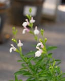 Teresa Salvia Greggii with slender green foliage and pale pink and white flowers