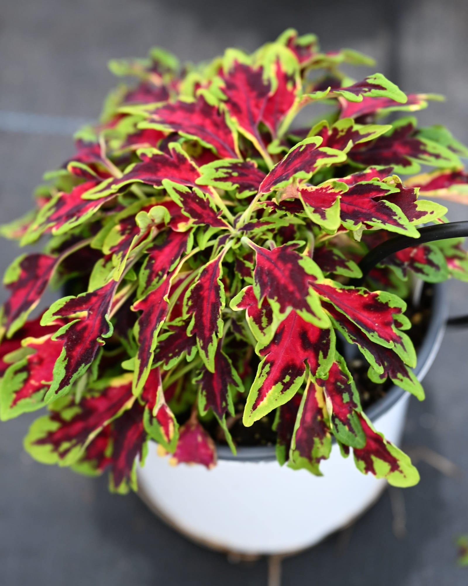 TerraScape All That Lava Coleus red lime foliage TerraScape All That Lava Coleus with vivid red leaves edged in lime green in a white container
