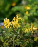 Texas Gold Columbine with yellow flowers and delicate branching stems in a garden setting
