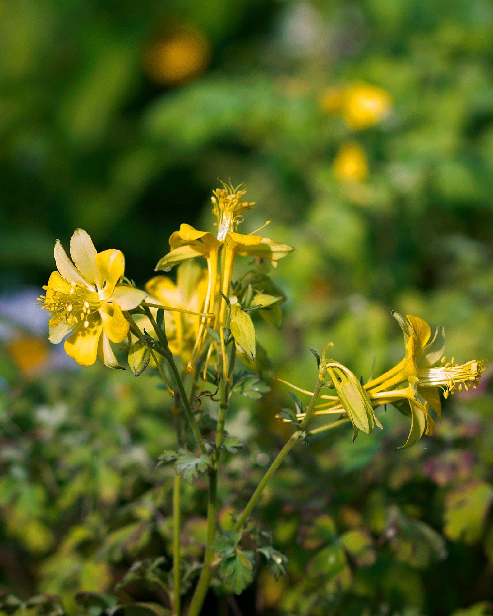 Texas Gold Columbine yellow flowers Texas Gold Columbine with yellow flowers and delicate branching stems in a garden setting