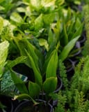Tiny Tank Dwarf Cast Iron with upright green leaves among potted nursery plants