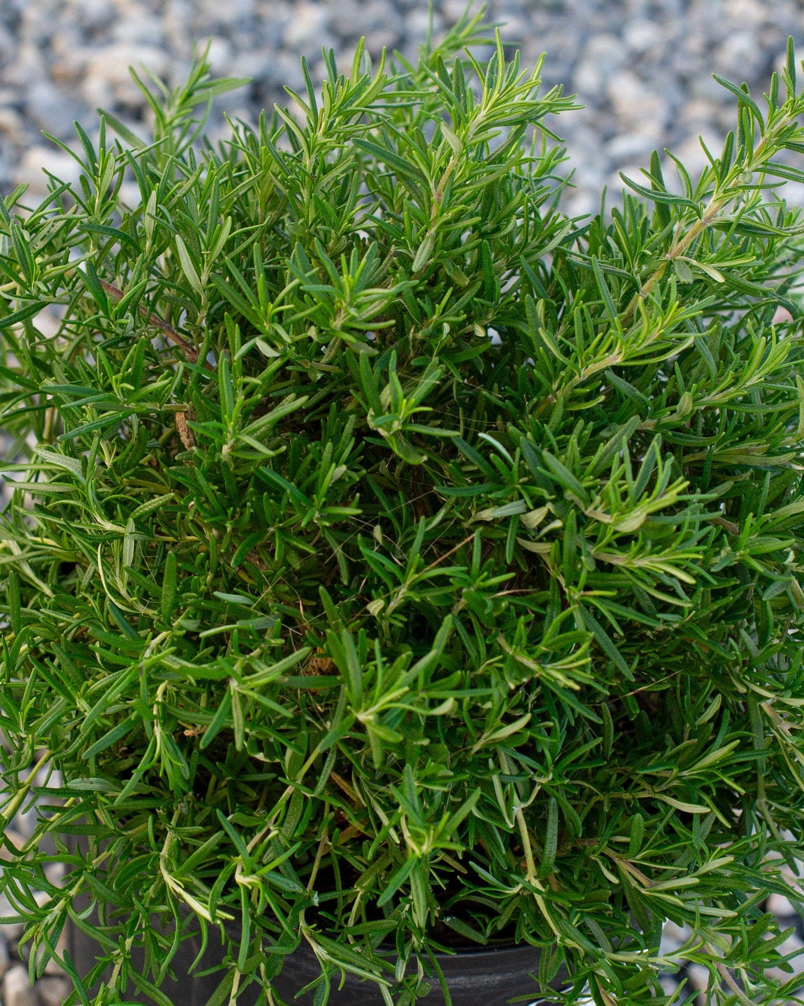 Trailing Rosemary dense foliage Trailing Rosemary with dense green needle-like foliage in a nursery container