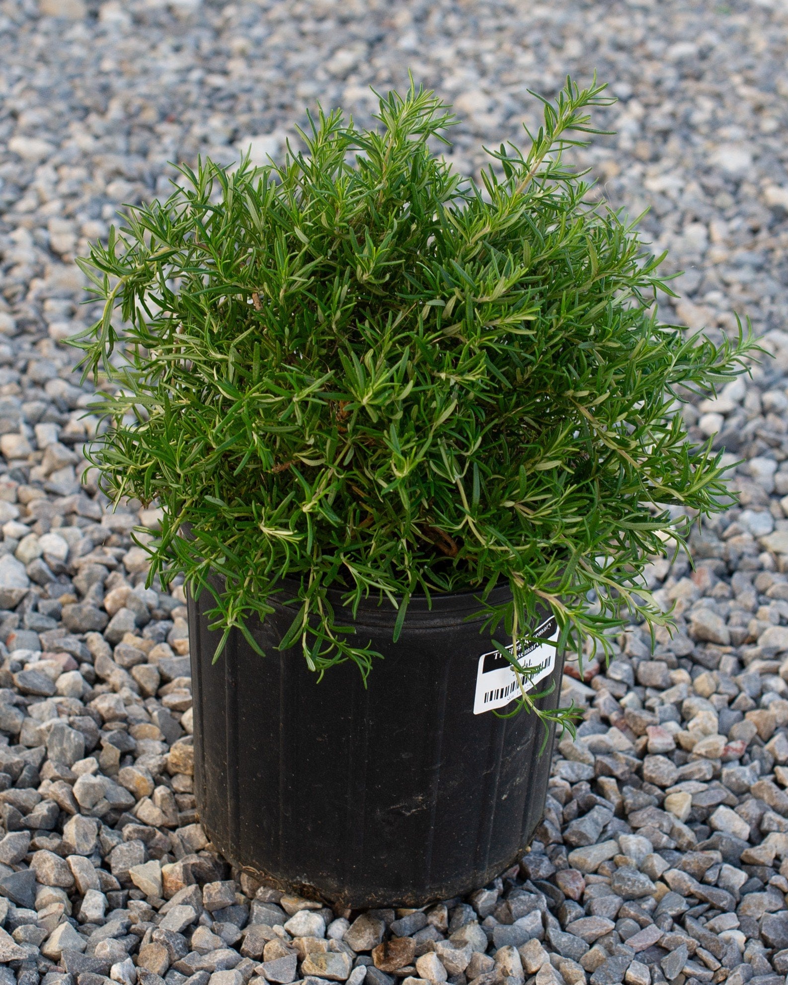 Trailing Rosemary dense green foliage Trailing Rosemary with dense green needle-like foliage in a black nursery container on gravel