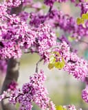 Traveller Weeping Redbud branches covered in bright pink flowers with fresh green leaves
