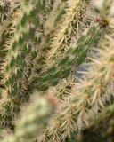 Tree Cholla Cactus with green segmented stems covered in dense pale spines