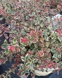 Tres Amigos Abelia - Main Image