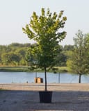 Trident Maple with dense green foliage in a container beside a nursery pond