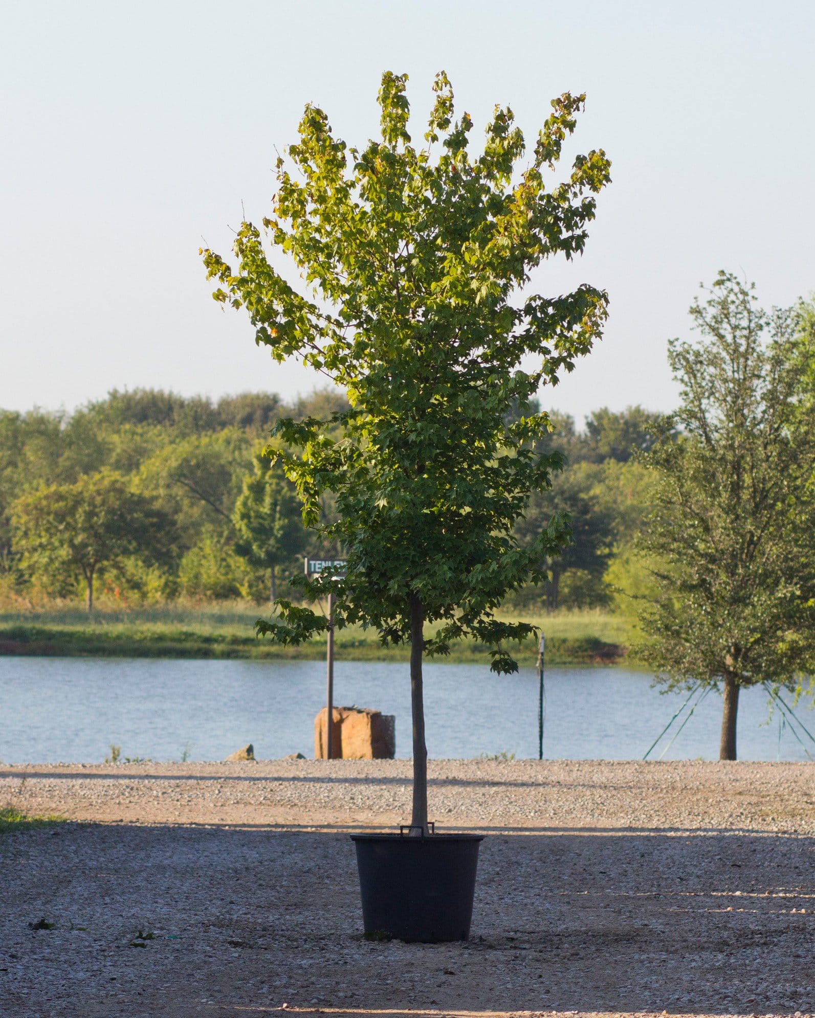 Trident Maple