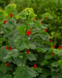 Turk's Cap Red with bright red flowers and green foliage in a dense garden planting