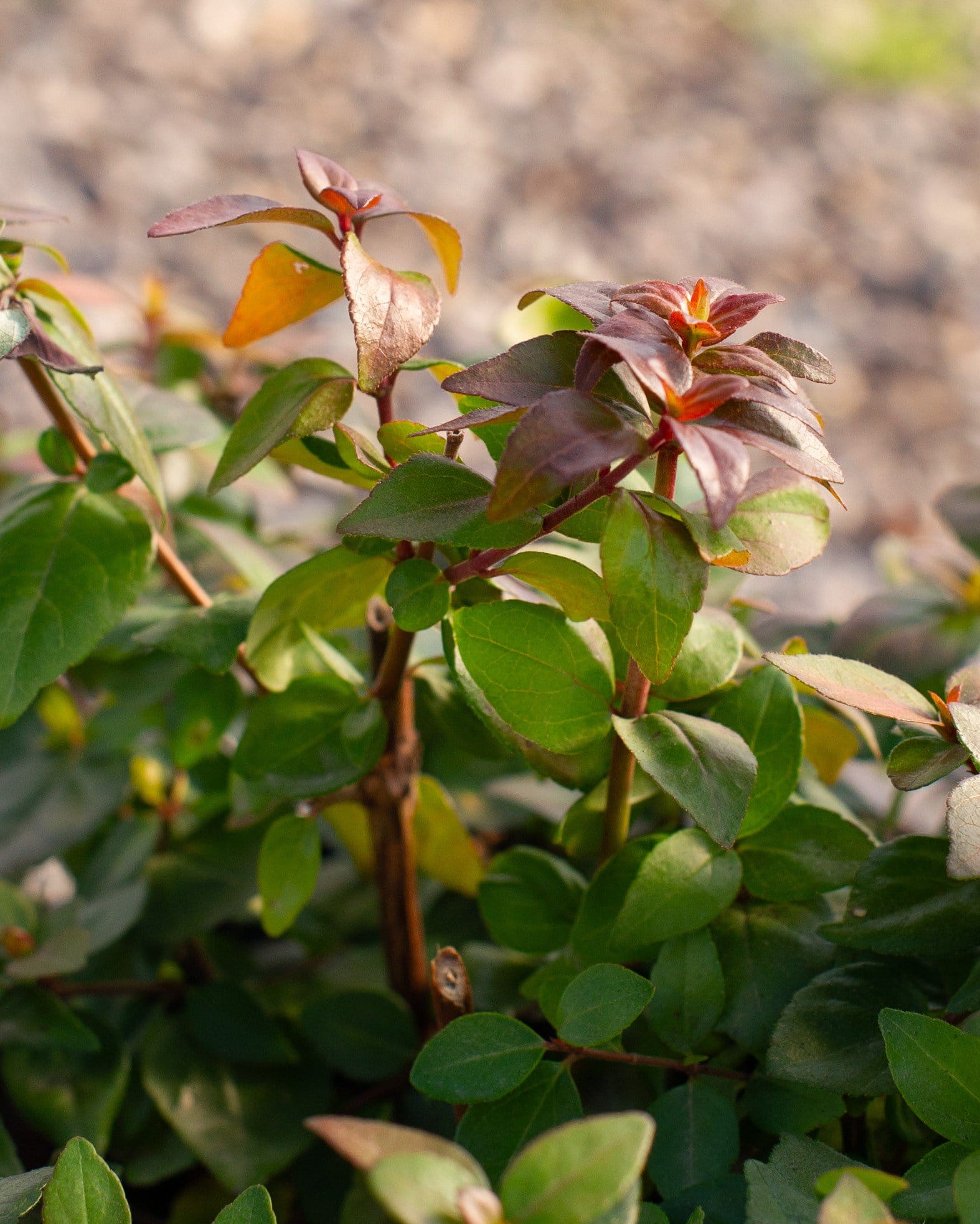 Twist of Lemon Abelia - view 4