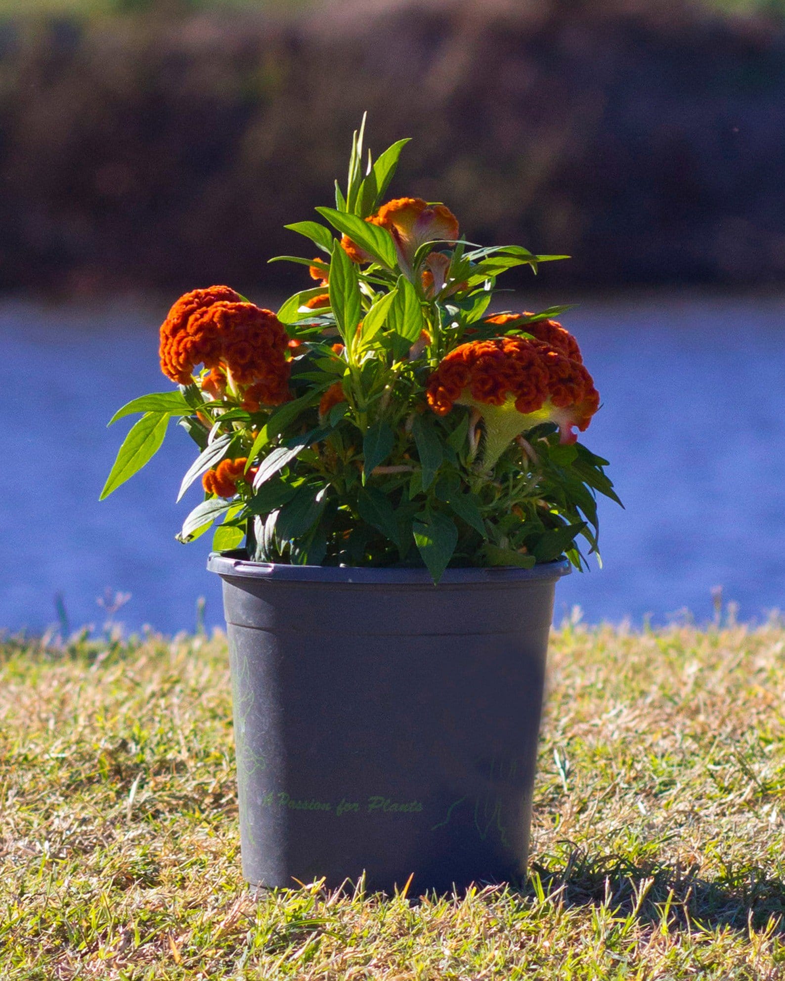 Twisted Dark Orange Celosia orange blooms Twisted Dark Orange Celosia with vivid orange crested blooms in a black nursery container