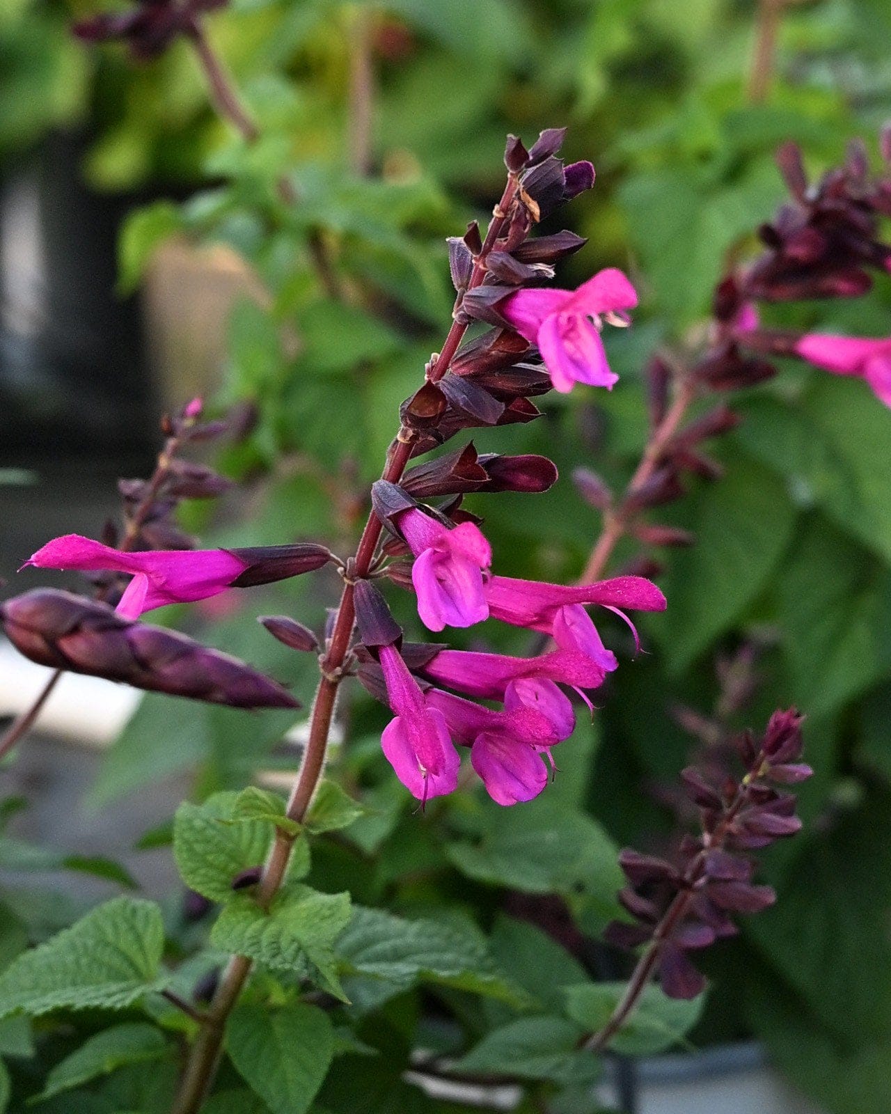 Unplugged Pink Salvia pink flowers Unplugged Pink Salvia with vivid pink flowers and dark burgundy stems in a nursery container