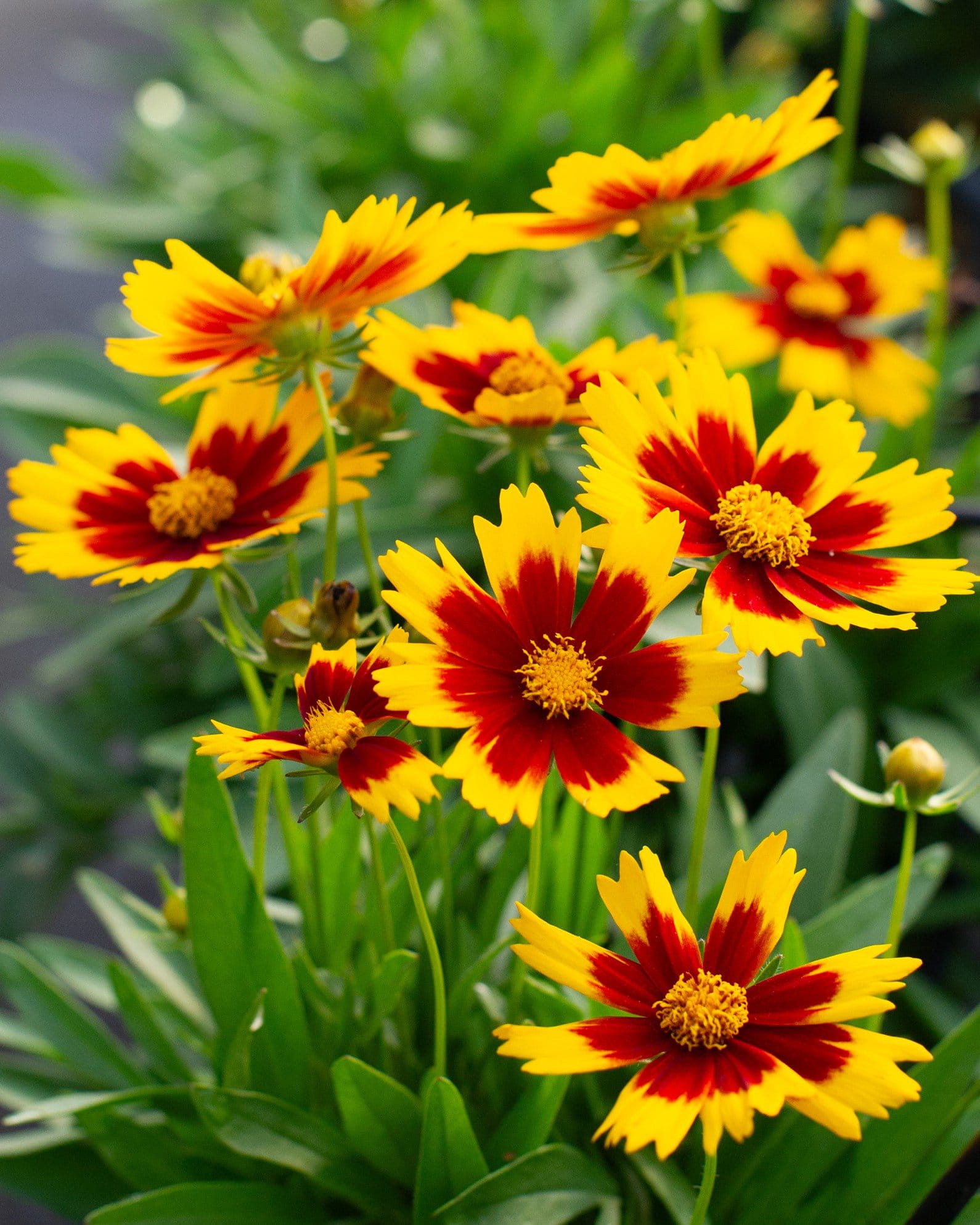 Uptick Gold & Bronze Coreopsis