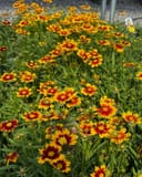 Uptick Gold & Bronze Coreopsis with abundant red and yellow flowers in a nursery bed