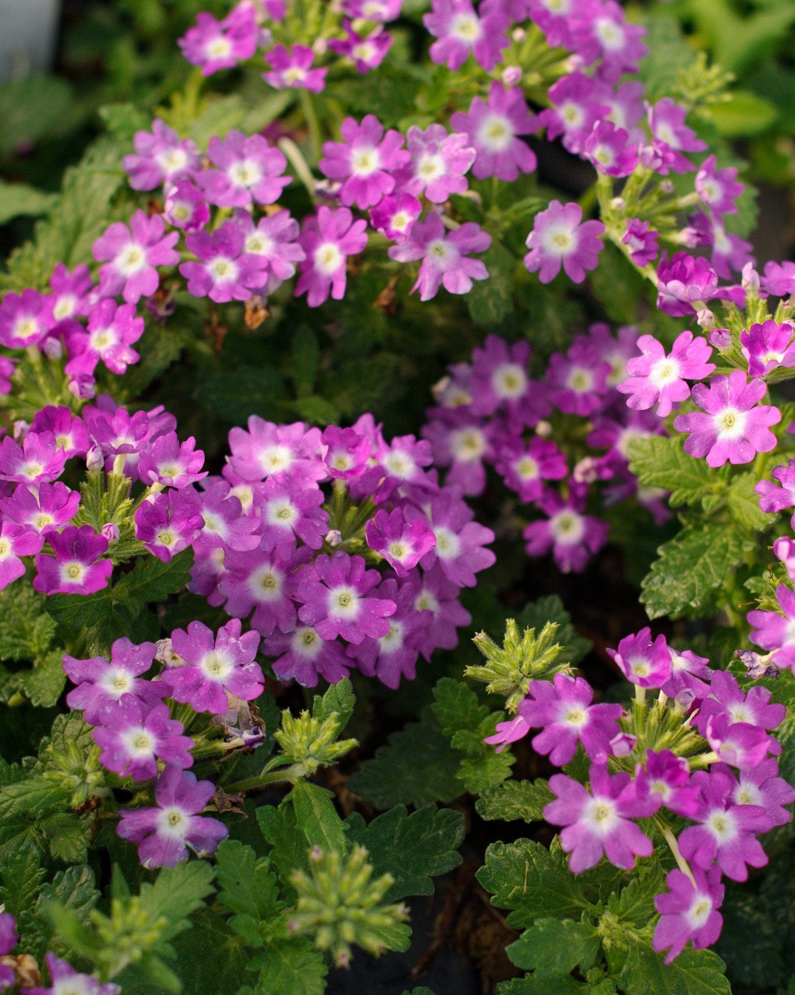 Vanessa Compact Violet Verbena violet flowers Vanessa Compact Violet Verbena covered in clusters of bright violet flowers and green foliage