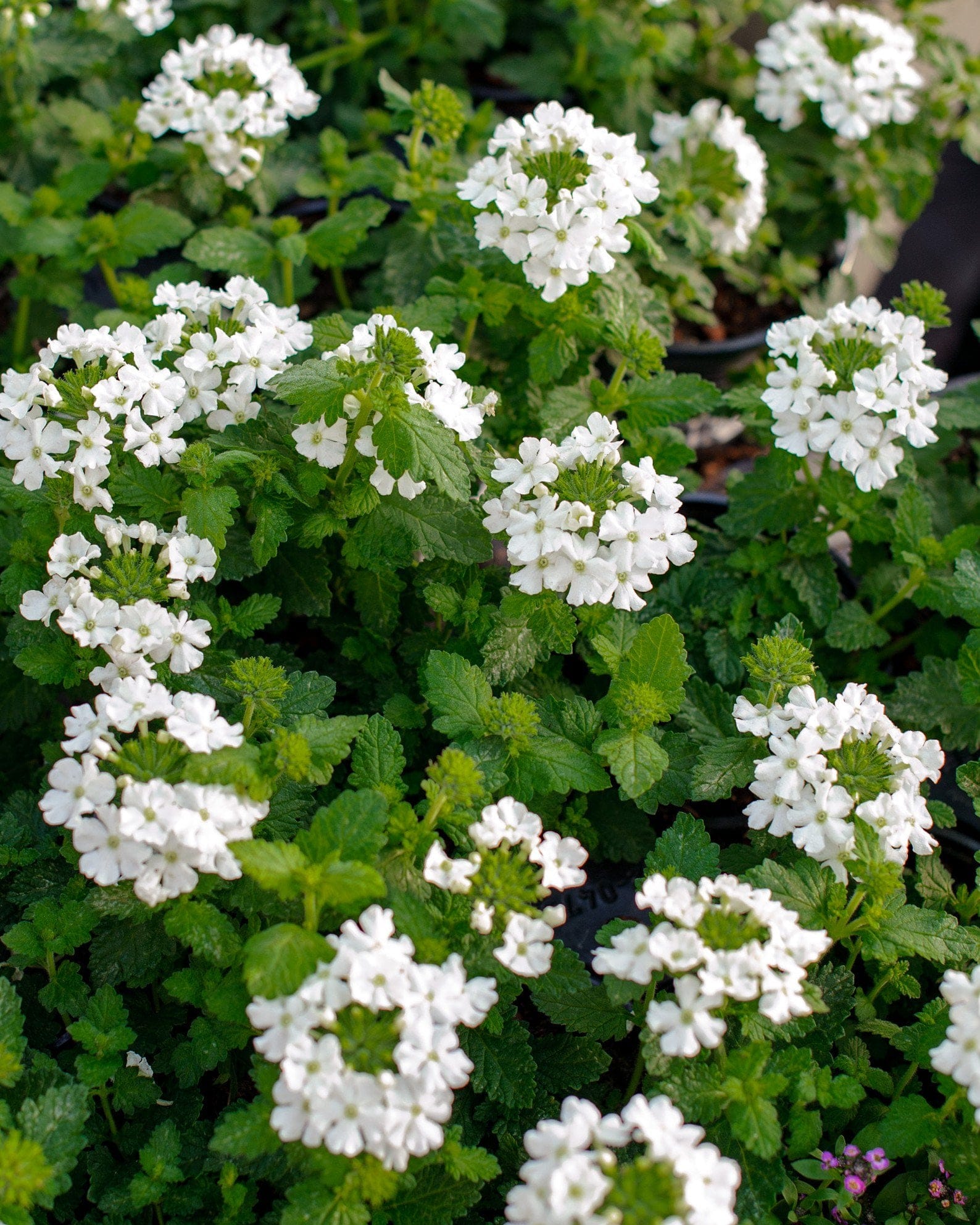 Vanessa Compact White Verbena white flowers Vanessa Compact White Verbena with clusters of white flowers and textured green foliage