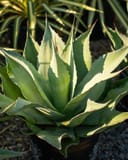 Vanzie Agave with pointed green leaves edged in cream and reddish spines