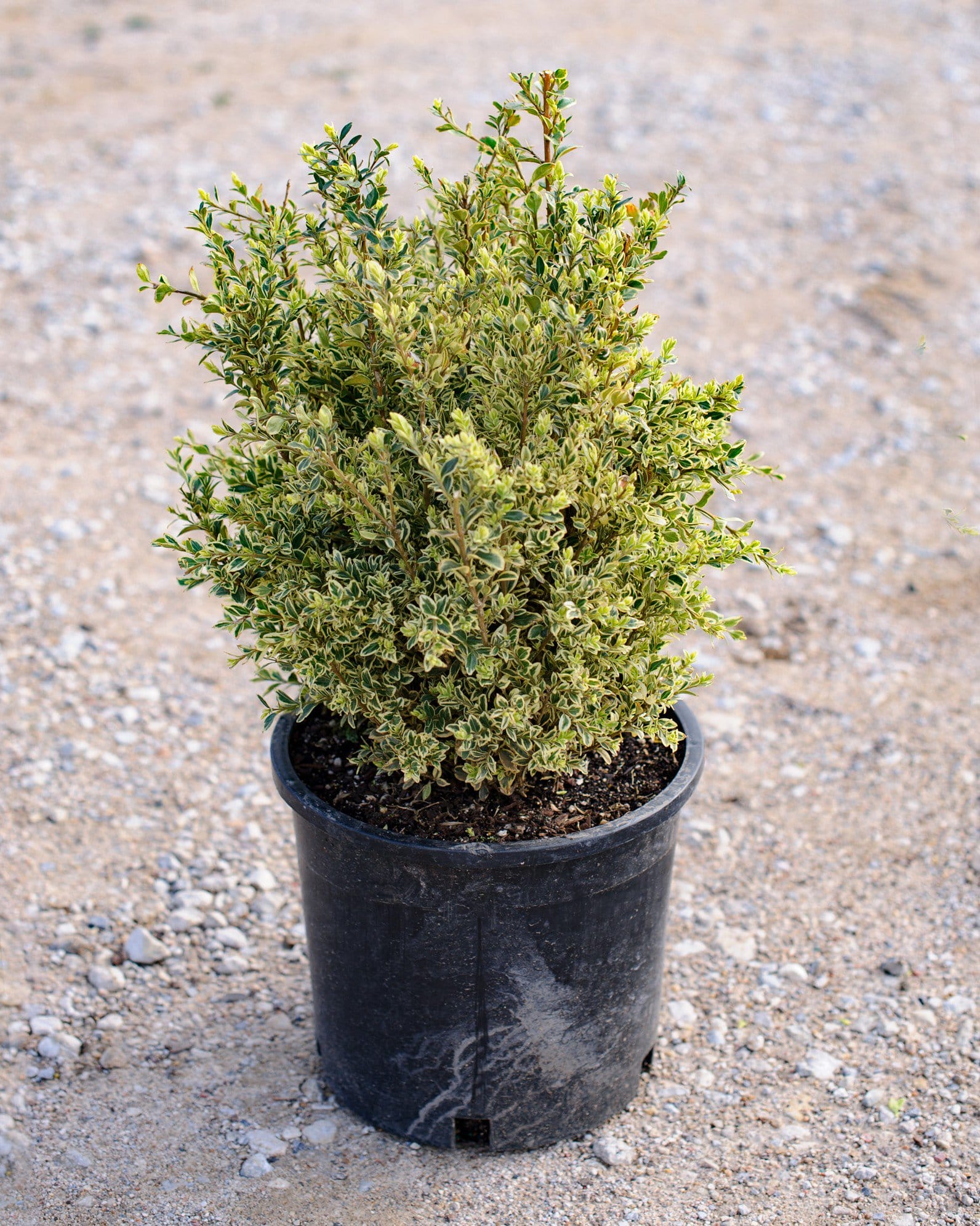 Variegated English Boxwood container Variegated English Boxwood with dense cream and green foliage in a black nursery container