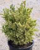 Variegated English Boxwood with dense green and cream foliage in a black nursery container