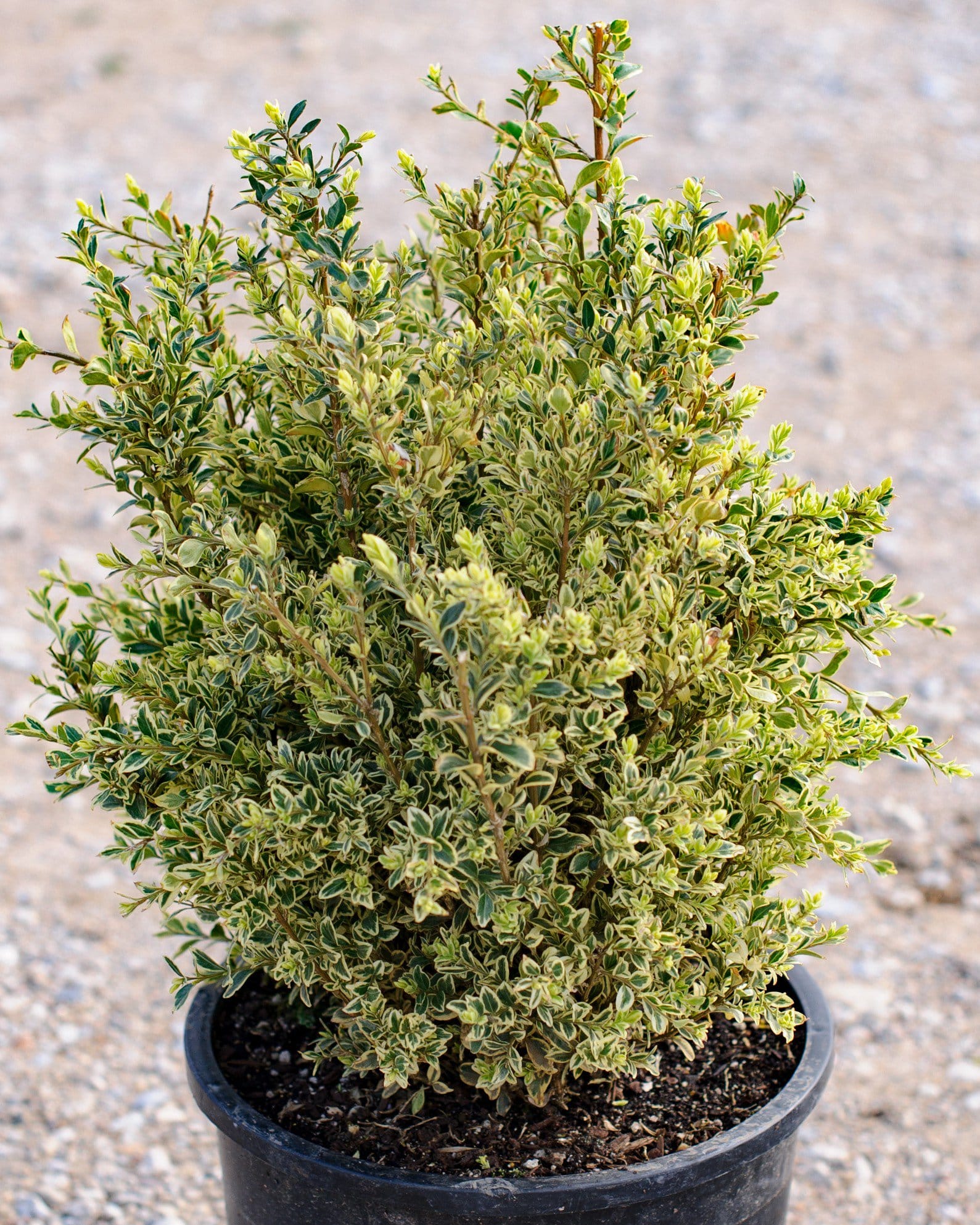 Variegated English Boxwood cream foliage Variegated English Boxwood with dense green and cream foliage in a black nursery container