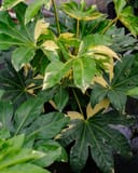 Variegated Japanese Aralia with cream and green palmate leaves in a nursery container