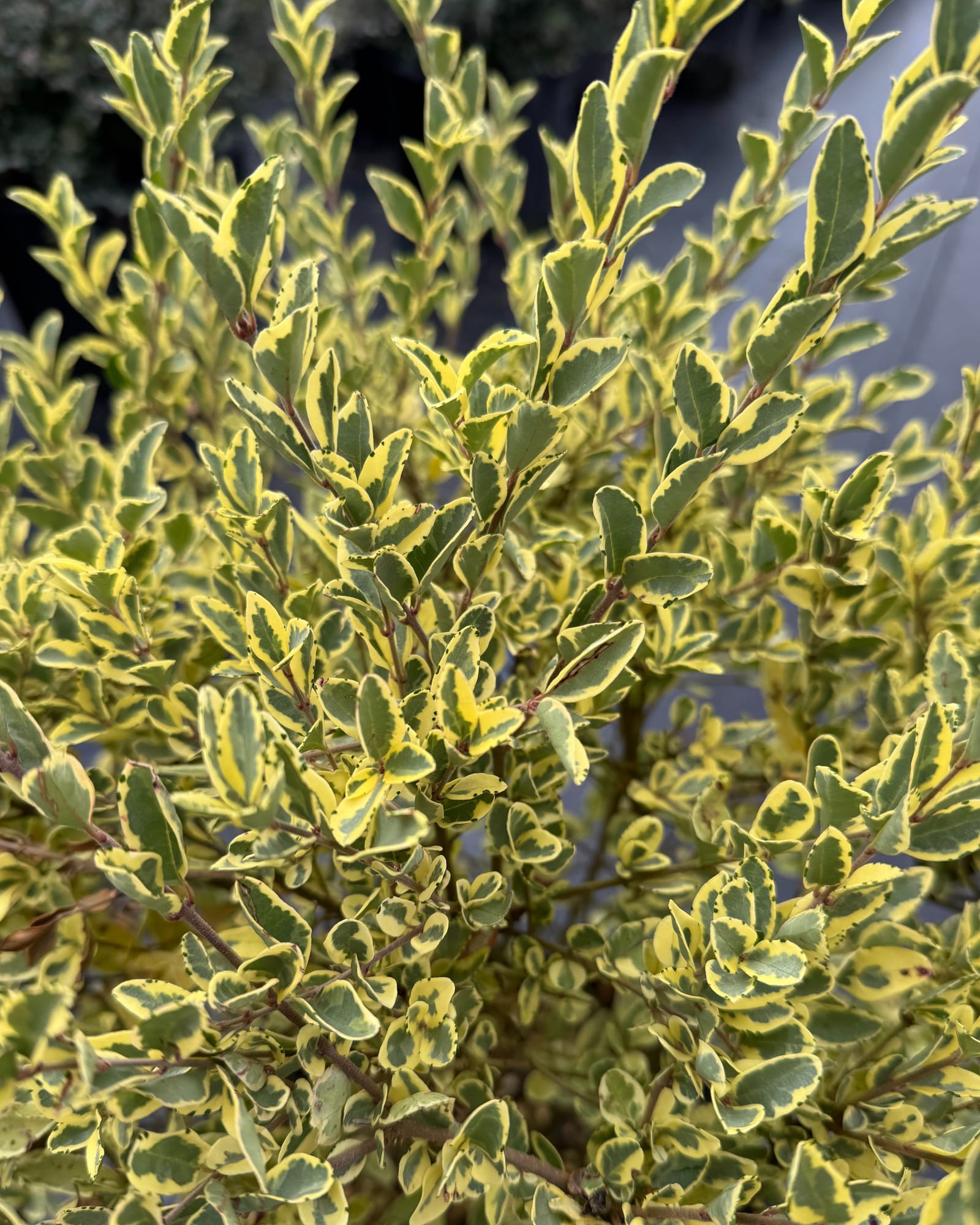 Variegated Privet Ligustrum