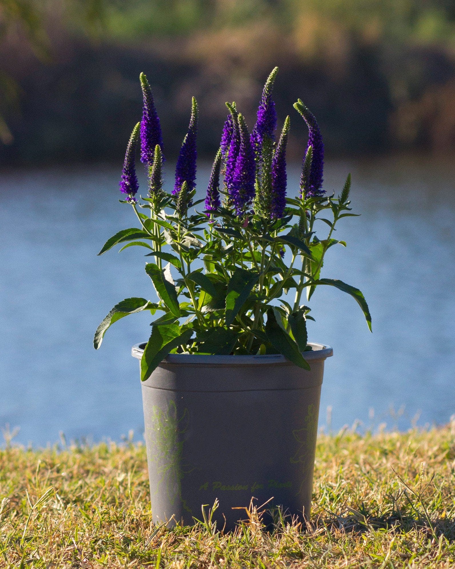 Vernique Dark Blue Veronica purple flower spikes Vernique Dark Blue Veronica with tall purple flower spikes in a nursery container beside a pond