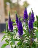 Vernique Dark Blue Veronica with tall spikes of deep purple flowers and green foliage