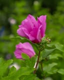 Violet Satin Althea Tree Form with vivid violet flowers and green foliage