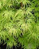 Viridis Japanese Maple with delicate bright green, finely cut leaves